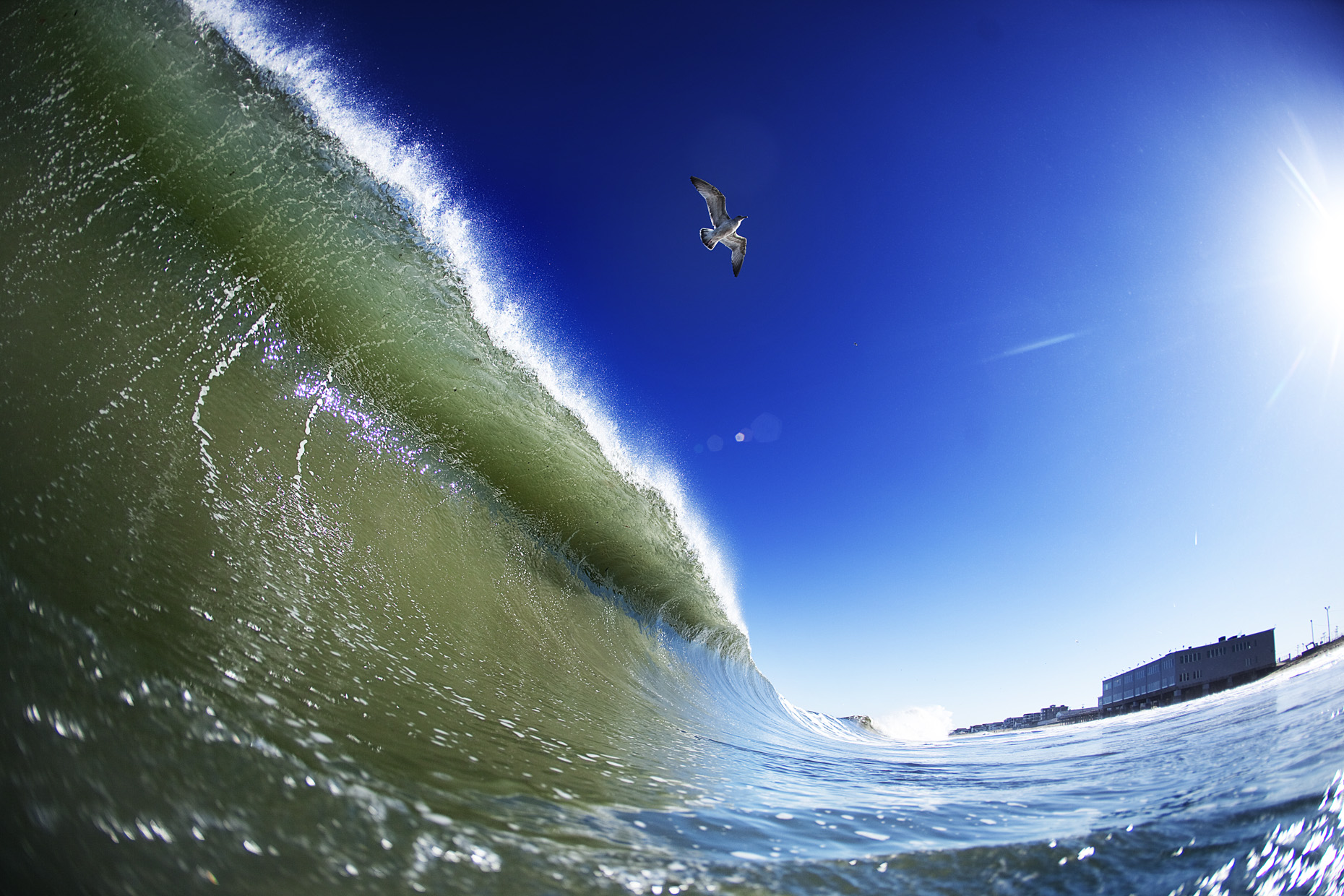 gull over wave from the water by New Hampshire based commercial outdoor lifestyle photographer Brian Nevins