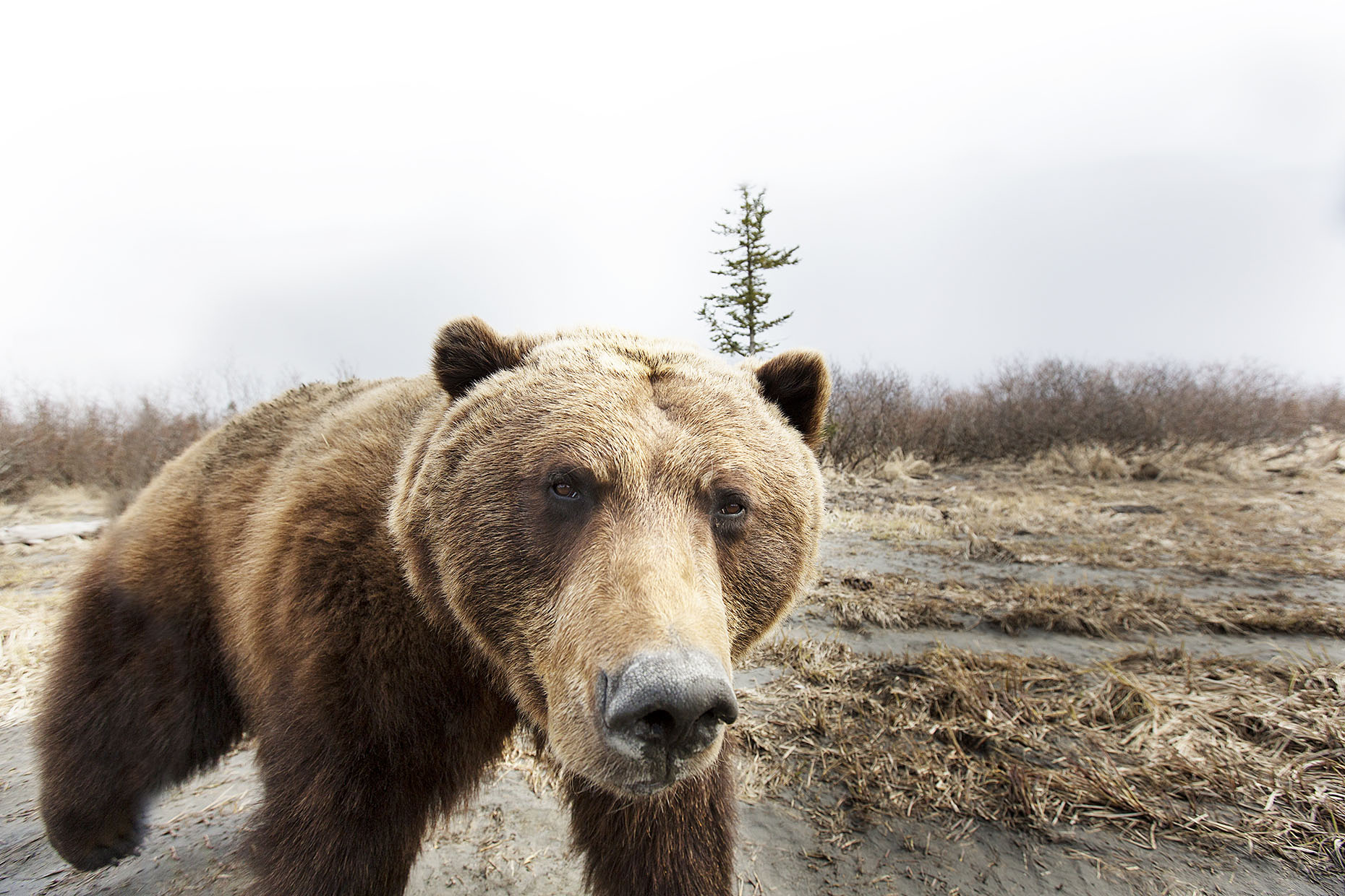 Grizzly bear unclose portrait by Boston based commercial portrait photographer Brian Nevins